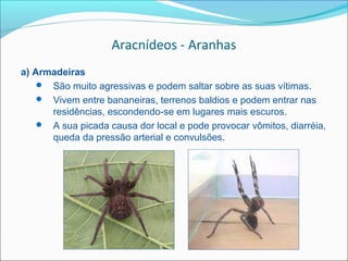 Aracnídeos - Aranhas
a) Armadeiras
     São muito agressivas e podem saltar sobre as suas vítimas.
     Vivem entre bananeiras, terrenos baldios e podem entrar nas
      residências, escondendo-se em lugares mais escuros.
     A sua picada causa dor local e pode provocar vômitos, diarréia,
      queda da pressão arterial e convulsões.
 