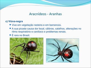 Aracnídeos - Aranhas
c) Viúva-negra
     Vive em vegetação rasteira e em barrancos.
     A sua picada causa dor local, cãibras, calafrios, alterações no
      ritmo respiratório e cardíaco e problemas renais.
     É rara no Brasil.
 