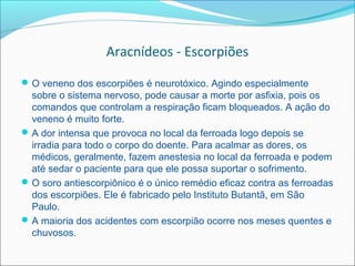 Aracnídeos - Escorpiões
 O veneno dos escorpiões é neurotóxico. Agindo especialmente
  sobre o sistema nervoso, pode causar a morte por asfixia, pois os
  comandos que controlam a respiração ficam bloqueados. A ação do
  veneno é muito forte.
 A dor intensa que provoca no local da ferroada logo depois se
  irradia para todo o corpo do doente. Para acalmar as dores, os
  médicos, geralmente, fazem anestesia no local da ferroada e podem
  até sedar o paciente para que ele possa suportar o sofrimento.
 O soro antiescorpiônico é o único remédio eficaz contra as ferroadas
  dos escorpiões. Ele é fabricado pelo Instituto Butantã, em São
  Paulo.
 A maioria dos acidentes com escorpião ocorre nos meses quentes e
  chuvosos.
 
