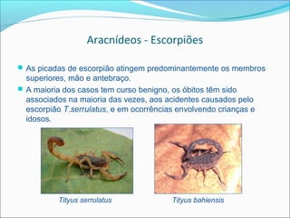 Aracnídeos - Escorpiões

 As picadas de escorpião atingem predominantemente os membros
  superiores, mão e antebraço.
 A maioria dos casos tem curso benigno, os óbitos têm sido
  associados na maioria das vezes, aos acidentes causados pelo
  escorpião T.serrulatus, e em ocorrências envolvendo crianças e
  idosos.




           Tityus serrulatus             Tityus bahiensis
 