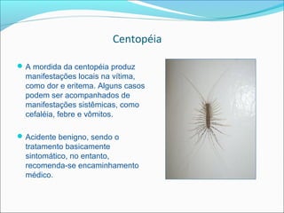 Centopéia

 A mordida da centopéia produz
  manifestações locais na vítima,
  como dor e eritema. Alguns casos
  podem ser acompanhados de
  manifestações sistêmicas, como
  cefaléia, febre e vômitos.

 Acidente benigno, sendo o
  tratamento basicamente
  sintomático, no entanto,
  recomenda-se encaminhamento
  médico.
 