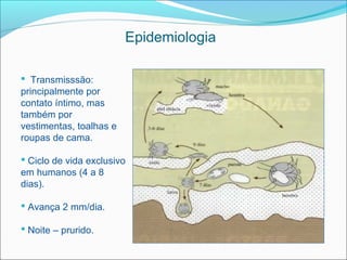 Epidemiologia

 Transmisssão:
principalmente por
contato íntimo, mas
também por
vestimentas, toalhas e
roupas de cama.

 Ciclo de vida exclusivo
em humanos (4 a 8
dias).

 Avança 2 mm/dia.

 Noite – prurido.
 