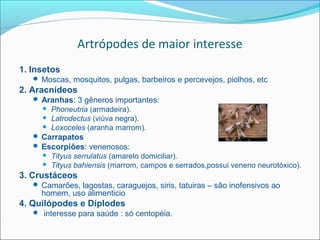 Artrópodes de maior interesse
1. Insetos
    Moscas, mosquitos, pulgas, barbeiros e percevejos, piolhos, etc
2. Aracnídeos
    Aranhas: 3 gêneros importantes:
        Phoneutria (armadeira).
        Latrodectus (viúva negra).
        Loxoceles (aranha marrom).
    Carrapatos
    Escorpiões: venenosos:
        Tityus serrulatus (amarelo domiciliar).
        Tityus bahiensis (marrom, campos e serrados,possui veneno neurotóxico).
3. Crustáceos
    Camarões, lagostas, caraguejos, siris, tatuiras – são inofensivos ao
     homem, uso alimenticio
4. Quilópodes e Díplodes
    interesse para saúde : só centopéia.
 