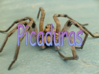 Picaduras 