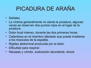 PICADURA DE ARAÑA Señales La víctima generalmente no siente la picadura; algunas veces se observan dos puntos rojos en el lugar de la picadura.  Dolor local intenso, durante las dos primeras horas.  Calambres en el miembro afectado que puede irradiarse a los músculos de la espalda.  Rigidez abdominal producida por el dolor.  Dificultad para respirar.  Náuseas y vómito, sudoración abundante, shock.  