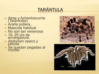 Picaduras de insectos2 | PPTX