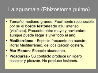 La aguamala (Rhizostoma pulmo)
• Tamaño mediano-grande. Fácilmente reconocible
por su el borde festoneado azul intenso
(violáceo). Presente entre mayo y noviembre,
aunque puede llegar a vivir todo el año
• Mediterráneo.- Especie frecuente en nuestro
litoral Mediterráneo, de localización costera.
• Mar Menor.- Especie abundante.
• Picaduras.- Su contacto produce un ligero
escozor y picazón. No produce lesiones.
 