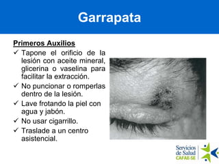 Garrapata
Primeros Auxilios
 Tapone el orificio de la
lesión con aceite mineral,
glicerina o vaselina para
facilitar la extracción.
 No puncionar o romperlas
dentro de la lesión.
 Lave frotando la piel con
agua y jabón.
 No usar cigarrillo.
 Traslade a un centro
asistencial.
 