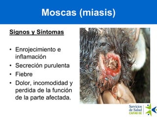 PICADURAS Y MORDEDURAS | PDF