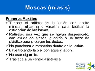 Moscas (miasis)
Primeros Auxilios
 Tapone el orificio de la lesión con aceite
mineral, glicerina o vaselina para facilitar la
extracción de las larvas.
 Retírelas una vez que se hayan desprendido,
con ayuda de pinzas, guantes o un trozo de
plástico para proteger los dedos.
 No puncionar o romperlas dentro de la lesión.
 Lave frotando la piel con agua y jabón.
 No usar cigarrillo.
 Traslade a un centro asistencial.
Moscas (miasis)
 