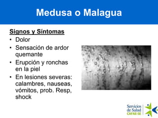 Medusa o Malagua
Signos y Síntomas
• Dolor
• Sensación de ardor
quemante
• Erupción y ronchas
en la piel
• En lesiones severas:
calambres, nauseas,
vómitos, prob. Resp,
shock
 