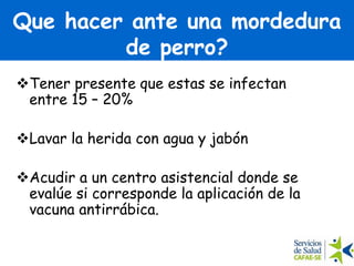 Que hacer ante una mordedura
de perro?
Tener presente que estas se infectan
entre 15 – 20%
Lavar la herida con agua y jabón
Acudir a un centro asistencial donde se
evalúe si corresponde la aplicación de la
vacuna antirrábica.
 