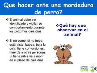  El animal debe ser
identificado y vigilar su
comportamiento durante
los próximos diez días.
 Si no come, si no bebe,
está triste, babea, baja la
cola, tiene convulsiones,
muerde a otras personas.
Si tiene rabia va a morir
en el plazo de diez días.
Que hacer ante una mordedura
de perro?
Qué hay que
observar en el
animal?
 