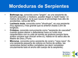 • Bothrops sp, conocida como "jergón", es una serpiente de
tamaño pequeño o mediano, pueden llegar a medir hasta 1,5
metros de longitud, es la que causa el porcentaje mas alto de
accidentes, cerca del 90%.
• Lachesis muta, conocida como "shushupe", es una serpiente
muy agresiva y mas grande que la anterior (hasta 3,5m de
longitud).
• Crótalus, conocida comunmente como "serpiente de cascabel",
cuando quiere atacar o defenderse hace un ruído muy
característico con su cola (el sonido se produce porque tiene
anillos corneos que chocan entre sí), habita en la selva alta de
Madre de Dios y Puno.
• Micrurus, conocida como serpiente de coral o "naca naca". Es
una serpiente pequeña de colores en forma de anillos, las
venenosas tienen anillos completos (es decir completan
circularmente todo el ancho del cuerpo de la serpiente).
Mordeduras de Serpientes
 
