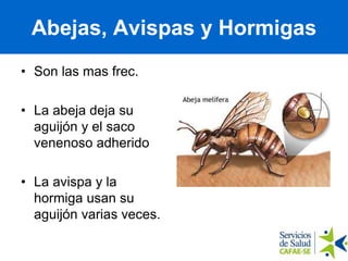 Abejas, Avispas y Hormigas
• Son las mas frec.
• La abeja deja su
aguijón y el saco
venenoso adherido
• La avispa y la
hormiga usan su
aguijón varias veces.
 