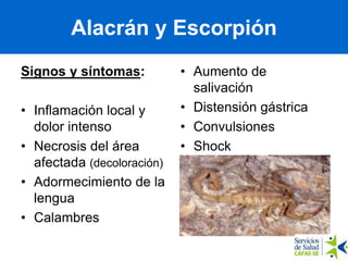 Alacrán y Escorpión
Signos y síntomas:
• Inflamación local y
dolor intenso
• Necrosis del área
afectada (decoloración)
• Adormecimiento de la
lengua
• Calambres
• Aumento de
salivación
• Distensión gástrica
• Convulsiones
• Shock
 