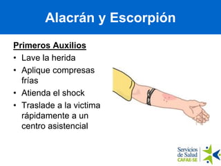 Alacran y Escorpion
Primeros Auxilios
• Lave la herida
• Aplique compresas
frías
• Atienda el shock
• Traslade a la victima
rápidamente a un
centro asistencial
Alacrán y Escorpión
 