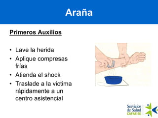 Primeros Auxilios
• Lave la herida
• Aplique compresas
frías
• Atienda el shock
• Traslade a la victima
rápidamente a un
centro asistencial
Araña
 