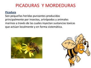 PICADURAS Y MORDEDURAS
Picadura
Son pequeñas heridas punzantes producidas
principalmente por insectos, artrópodos y animales
marinos a través de las cuales inyectan sustancias toxicas
que actúan localmente y en forma sistemática.
 