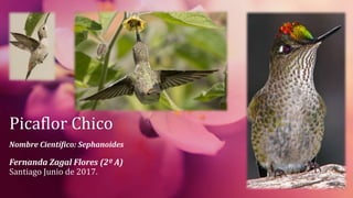 Picaflor Chico
Nombre Científico: Sephanoides
Fernanda Zagal Flores (2º A)
Santiago Junio de 2017.
 