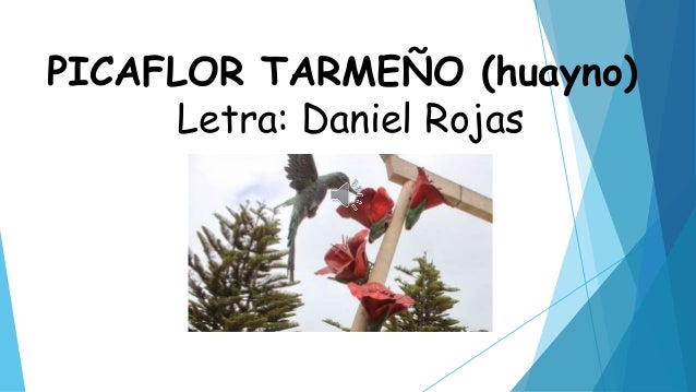 Resultado de imagen para imagenes del picaflor tarmeño