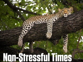 Non-Stressful Times
 