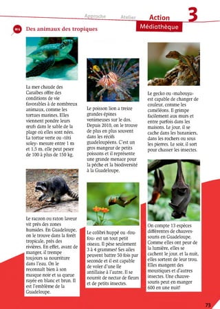 Approche
Action
Des anim aux des tropiques Médiathèque
в
La mer chaude des
Caraïbes offre des
conditions de vie
favorables à de nombreux
animaux, comme les
tortues marines. Elles
viennent pondre leurs
œufs dans le sable de la
plage où elles sont nées.
La tortue verte ou «tôti
soley» mesure entre 1 m
et 1,5 m, elle peut peser
de 100 à plus de 150 kg.
Le poisson lion a treize
grandes épines
venimeuses sur le dos.
Depuis 2010, on le trouve
de plus en plus souvent
dans les récifs
guadeloupéens. C’est un
gros mangeur de petits
poissons et il représente
une grande menace pour
la pêche et la biodiversité
à la Guadeloupe.*3
Le colibri huppe ou «fou­
fou» est un tout petit
oiseau. Il pèse seulement
3 à 4 grammes! Ses ailes
peuvent battre 50 fois par
seconde et il est capable
de voler d’une île
antillaise à l’autre. Il se
nourrit de nectar de fleurs
et de petits insectes.
Legecko ou «mabouya»
est capable de changer de
couleur, comme les
caméléons. Il grimpe
facilement aux murs et
entre parfois dans les
maisons. Lejour, il se
cache dans les bananiers,
dans les rochers ou sous
les pierres. Le soir, il sort
pour chasser les insectes.
On compte 13 espèces
différentes de chauves-
souris en Guadeloupe.
Comme elles ont peur de
la lumière, elles se
cachent le jour, et la nuit,
elles sortent de leur trou.
Elles mangent des
moustiques et d’autres
insectes. Une chauve-
souris peut en manger
600 en une nuit!
Le racoon ou raton laveur
vit près des zones
humides. En Guadeloupe,
on le trouve dans la forêt
tropicale, près des
rivières. En effet, avant de
manger, il trempe
toujours sa nourriture
dans l’eau. On le
reconnaît bien à son
masque noir et sa queue
rayée en blanc et brun. Il
est l’emblème de la
Guadeloupe.
73
 