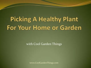 Picking A Healthy Plant For Your Home or Garden withCool Garden Things www.CoolGardenThings.com 