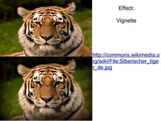 Effect: Vignette http://commons.wikimedia.org/wiki/File:Siberischer_tiger_de.jpg 