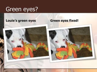 Green eyes?Louie’s green eyesGreen eyes fixed!