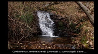 Caudal de vida...melena plateada que desata su sonora alegría al caer......
 