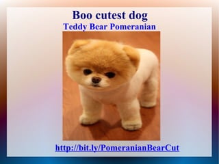 Boo cutest dog
 Teddy Bear Pomeranian




http://bit.ly/PomeranianBearCut
 
