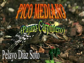Pico Mediano (Pajaro Carpintero) 1ºA Pelayo Díaz Soto 