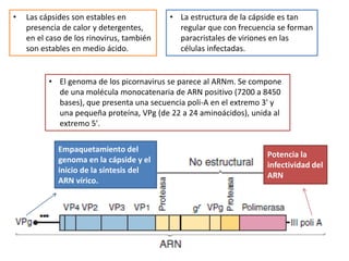 • Las cápsides son estables en 
presencia de calor y detergentes, 
en el caso de los rinovirus, también 
son estables en medio ácido. 
• La estructura de la cápside es tan 
regular que con frecuencia se forman 
paracristales de viriones en las 
células infectadas. 
• El genoma de los picornavirus se parece al ARNm. Se compone 
de una molécula monocatenaria de ARN positivo (7200 a 8450 
bases), que presenta una secuencia poli-A en el extremo 3' y 
una pequeña proteína, VPg (de 22 a 24 aminoácidos), unida al 
extremo 5'. 
Empaquetamiento del 
genoma en la cápside y el 
inicio de la síntesis del 
ARN vírico. 
Potencia la 
infectividad del 
ARN 
 