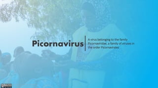 Picornavirus
A virus belonging to the family
Picornaviridae, a family of viruses in
the order Picornavirales
Attribution-NonCommercial-ShareAlike
4.0 International (CC BY-NC-SA 4.0)
 