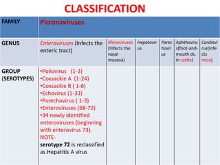 CLASSIFICATION
FAMILY Picronaviruses
GENUS Enteroviruses (Infects the
enteric tract)
Rhinoviruses
(Infects the
nasal
mucosa)
Hepatovir
us
Parec
hovir
us
Aphthoviru
s(foot-and-
mouth ds.
in cattle)
Cardiovi
rus(Infe
cts
mice)
GROUP
(SEROTYPES)
•Poliovirus (1-3)
•Coxsackie A (1-24)
•Coxsackie B ( 1-6)
•Echovirus (1-33)
•Parechovirus ( 1-3)
•Enteroviruses (68-72)
•34 newly identified
enteroviruses (beginning
with enterovirus 73).
NOTE-
serotype 72 is reclassified
as Hepatitis A virus
 