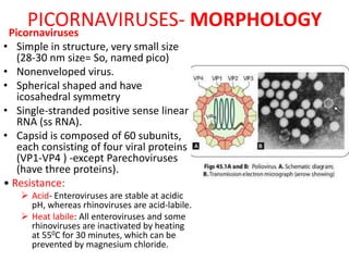 PICORNAVIRUSES- MORPHOLOGYPicornaviruses
• Simple in structure, very small size
(28-30 nm size= So, named pico)
• Nonenveloped virus.
• Spherical shaped and have
icosahedral symmetry
• Single-stranded positive sense linear
RNA (ss RNA).
• Capsid is composed of 60 subunits,
each consisting of four viral proteins
(VP1-VP4 ) -except Parechoviruses
(have three proteins).
• Resistance:
 Acid- Enteroviruses are stable at acidic
pH, whereas rhinoviruses are acid-labile.
 Heat labile: All enteroviruses and some
rhinoviruses are inactivated by heating
at 550C for 30 minutes, which can be
prevented by magnesium chloride.
 