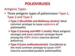 POLIOVIRUSES
Antigenic Types-
• Three antigenic types of polioviruses= Type-1,
Type-2 and Type-3
Type-1 (Brunhilde and Malioney strains): Most
common serotype to cause epidemics of
poliomyelitis.
Type-2 (Lansing and MEF-1 strain): Most antigenic
serotype and most common serotype found
among the VDPV strains (vaccine derived
poliovirus)
Type-3 (Leon andSaukeustrain)- Considered as
the most common serotype to cause VAPP
(vaccine-associated paralytic poliomyelitis).
 