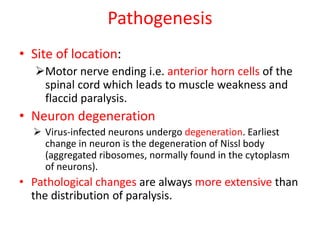 Pathogenesis
• Site of location:
Motor nerve ending i.e. anterior horn cells of the
spinal cord which leads to muscle weakness and
flaccid paralysis.
• Neuron degeneration
 Virus-infected neurons undergo degeneration. Earliest
change in neuron is the degeneration of Nissl body
(aggregated ribosomes, normally found in the cytoplasm
of neurons).
• Pathological changes are always more extensive than
the distribution of paralysis.
 