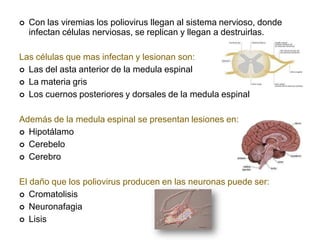  Con las viremias los poliovirus llegan al sistema nervioso, donde
infectan células nerviosas, se replican y llegan a destruirlas.
Las células que mas infectan y lesionan son:
 Las del asta anterior de la medula espinal
 La materia gris
 Los cuernos posteriores y dorsales de la medula espinal
Además de la medula espinal se presentan lesiones en:
 Hipotálamo
 Cerebelo
 Cerebro
El daño que los poliovirus producen en las neuronas puede ser:
 Cromatolisis
 Neuronafagia
 Lisis
 