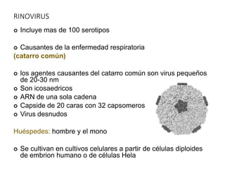 RINOVIRUS
 Incluye mas de 100 serotipos
 Causantes de la enfermedad respiratoria
(catarro común)
 los agentes causantes del catarro común son virus pequeños
de 20-30 nm
 Son icosaedricos
 ARN de una sola cadena
 Capside de 20 caras con 32 capsomeros
 Virus desnudos
Huéspedes: hombre y el mono
 Se cultivan en cultivos celulares a partir de células diploides
de embrion humano o de células Hela
 