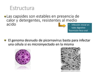 Las capsides son estables en presencia de
calor y detergentes, resistentes al medio
acido
El genoma desnudo de picornavirus basta para infectar
una célula si es microinyectado en la misma
• Infección inicial en
tubo digestivo
Trasmisión feco-oral
 