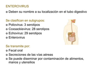 ENTEROVIRUS
 Deben su nombre a su localización en el tubo digestivo
Se clasifican en subgrupos:
 Poliovirus: 3 serotipos
 Coxsackievirus: 28 serotipos
 Echovirus: 29 serotipos
 Enterovirus
Se transmite por:
 Fecal oral
 Secreciones de las vías aéreas
 Se puede diseminar por contaminación de alimentos,
manos y utensilios
 