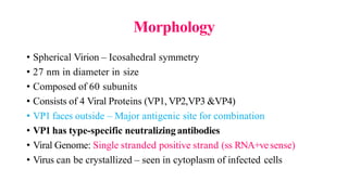 Morphology
• Spherical Virion – Icosahedral symmetry
• 27 nm in diameter in size
• Composed of 60 subunits
• Consists of 4 Viral Proteins (VP1, VP2,VP3 &VP4)
• VP1 faces outside – Major antigenic site for combination
• VP1 has type-specific neutralizingantibodies
• Viral Genome: Single stranded positive strand (ss RNA+vesense)
• Virus can be crystallized – seen in cytoplasm of infected cells
 