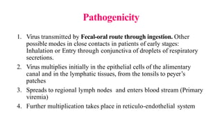 Pathogenicity
1. Virus transmitted by Fecal-oral route through ingestion. Other
possible modes in close contacts in patients of early stages:
Inhalation or Entry through conjunctiva of droplets of respiratory
secretions.
2. Virus multiplies initially in the epithelial cells of the alimentary
canal and in the lymphatic tissues, from the tonsils to peyer’s
patches
3. Spreads to regional lymph nodes and enters blood stream (Primary
viremia)
4. Further multiplication takes place in reticulo-endothelial system
 
