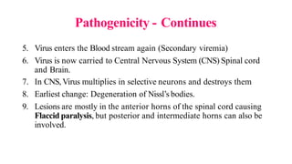 Pathogenicity - Continues
5. Virus enters the Blood stream again (Secondary viremia)
6. Virus is now carried to Central Nervous System (CNS) Spinal cord
and Brain.
7. In CNS,Virus multiplies in selective neurons and destroys them
8. Earliest change: Degeneration of Nissl’s bodies.
9. Lesions are mostly in the anterior horns of the spinal cord causing
Flaccid paralysis, but posterior and intermediate horns can also be
involved.
 