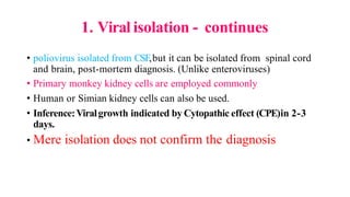 1. Viral isolation - continues
• poliovirus isolated from CSF,but it can be isolated from spinal cord
and brain, post-mortem diagnosis. (Unlike enteroviruses)
• Primary monkey kidney cells are employed commonly
• Human or Simian kidney cells can also be used.
• Inference:Viralgrowth indicated by Cytopathic effect (CPE)in 2-3
days.
• Mere isolation does not confirm the diagnosis
 
