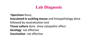 Lab Diagnosis
•Specimen feces,
Inoculated in suckling mouse and histopathology done
followed by neutralization test
Tissue culture done show cytopathic effect
Serology not effective
Vaccination not effective
 