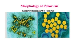 Morphology of Poliovirus
Electronmicroscopy(EM)ofPoliovirus
 