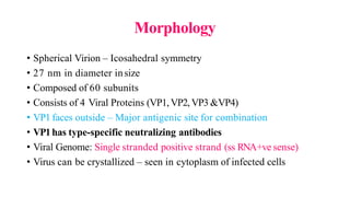 Morphology
• Spherical Virion – Icosahedral symmetry
• 27 nm in diameter insize
• Composed of 60 subunits
• Consists of 4 Viral Proteins (VP1,VP2,VP3 &VP4)
• VP1 faces outside – Major antigenic site for combination
• VP1has type-specific neutralizing antibodies
• Viral Genome: Single stranded positive strand (ss RNA+ve sense)
• Virus can be crystallized – seen in cytoplasm of infected cells
 